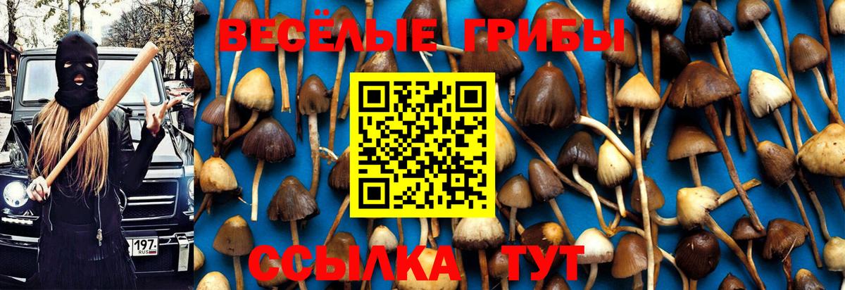 Галлюциногенные грибы Psilocybine cubensis Майкоп